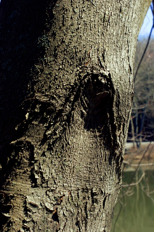 Bark 2 